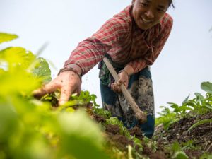 Agriculture-Planting