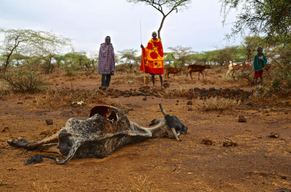 Maasai tribesmen stand with heavy hearts as another livestock is lost to worsening drought conditions.
