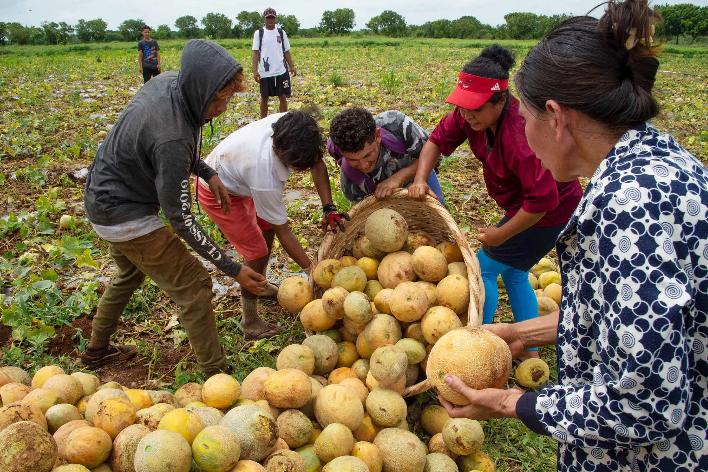 harvest of melons by agriculture training participants