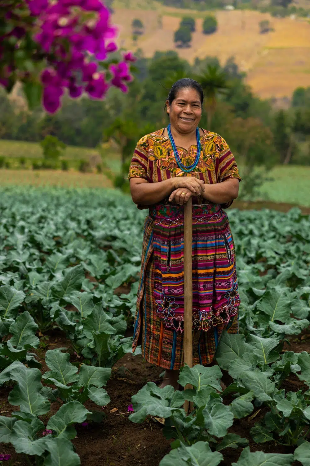 Agricultural education helps a Guatemalan farmer grow broccoli