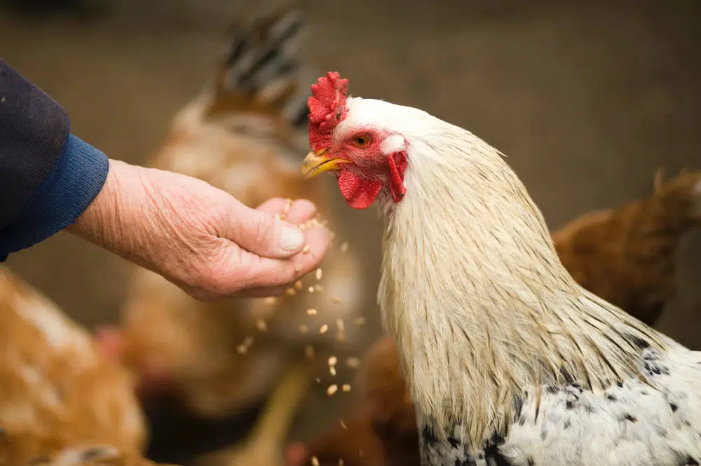 Hand feeding chickens