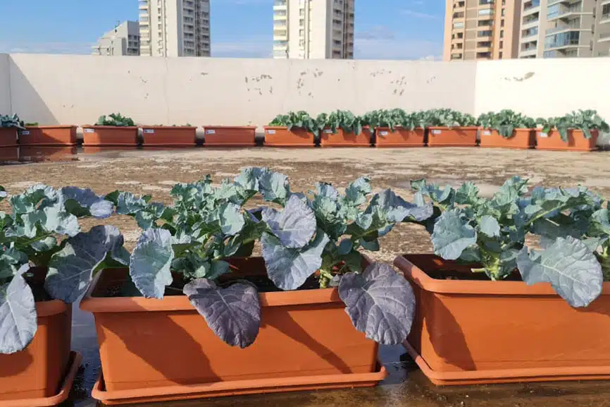 Lebanon crisis - rooftop garden