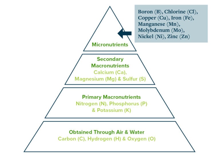 Plant Nutrients 2024 Comprehensive Guide