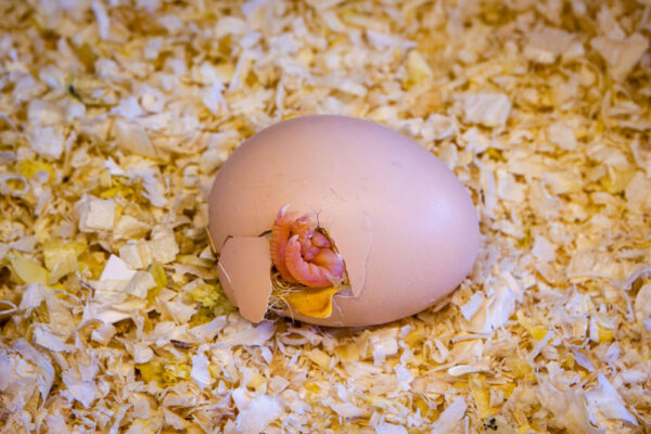 Brooding Chickens [2025 Guide]