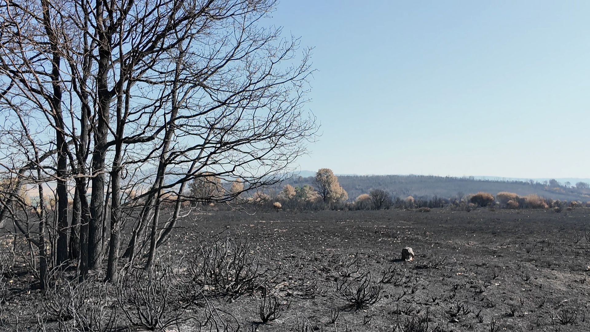 A burned tree and field in the foreground, with a small line of untouched trees on the horizon. Beyond the untouched trees is a hill also left bare by a wildfire.