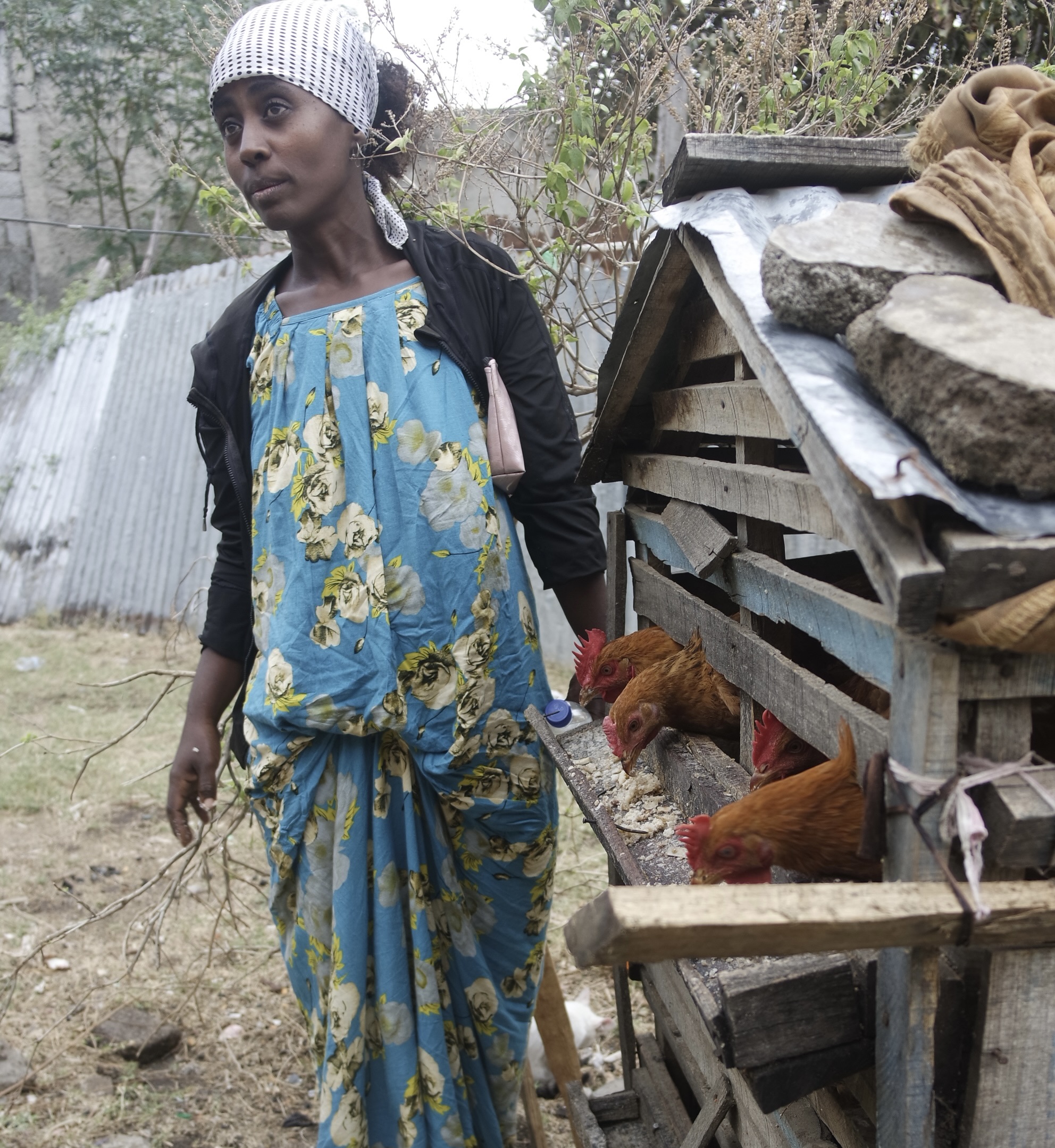 Mesay stands next to her chicken coop, where a few chickens are poking their heads through a gap in oder to eat from a trough of chicken feed. The coop 's tin roof is weighed down by large rocks and planks.